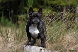 BOULEDOGUE FRANCAIS 877